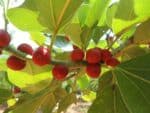 Graines de Ficus benghalensis, graines de banian de l'Inde, Graines de Figuier des pagodes