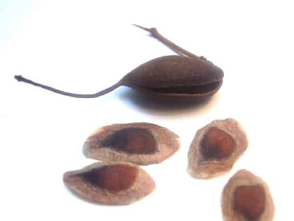 Graines de Grevillea robusta, graines de Chêne soyeux d'Australie