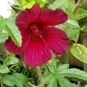 Graines d'Hibiscus cannabinus Ruby Red, graines de Kénaf Ruby Red, Chanvre de Bombay