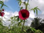 Graines d'Hibiscus cannabinus Ruby Red, graines de Kénaf Ruby Red, Chanvre de Bombay
