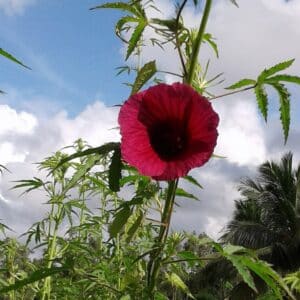 Graines d'Hibiscus cannabinus Ruby Red, graines de Kénaf Ruby Red, Chanvre de Bombay