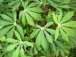 Graines de Manihot esculenta, graines de Manioc