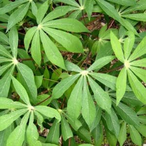 Graines de Manihot esculenta, graines de Manioc