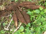 Graines de Manihot esculenta, graines de Manioc