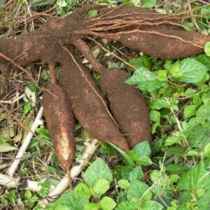 Graines de Manihot esculenta, graines de Manioc
