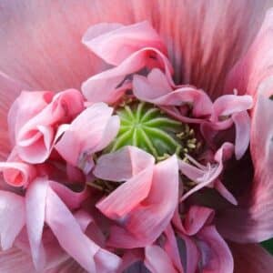 Graines de Papaver paeoniflorum 'Pink', graines de Pavot pivoine 'Pink', Papaver somniferum