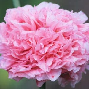 Graines de Papaver paeoniflorum 'Pink', graines de Pavot pivoine 'Pink', Papaver somniferum