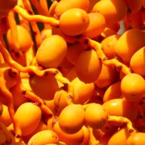 Graines de Phoenix acaulis, graines de palmier dattier sans tige