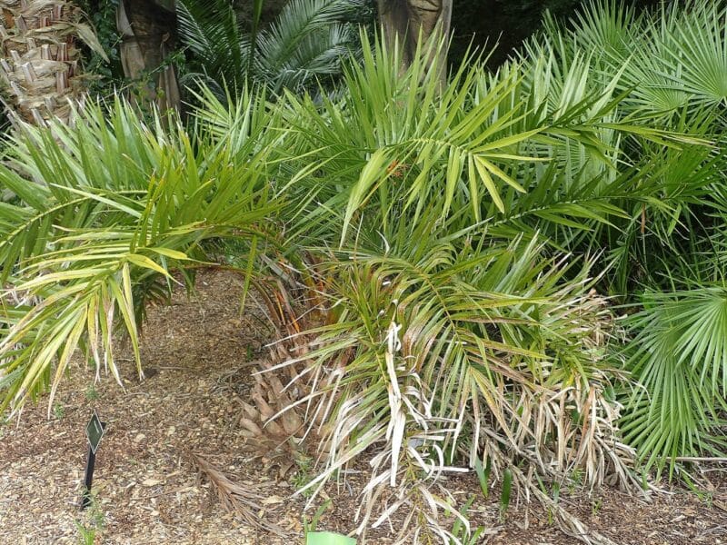 10 Graines Phoenix Canariensis - Palmier Dattier Des Canaries - Pour Jardin Exotique