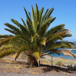 Graines de Phoenix acaulis, graines de palmier dattier sans tige