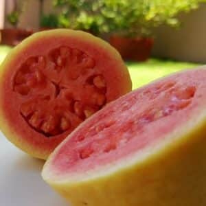 Graines de Psidium guajava, graines de goyavier, Graines de goyave