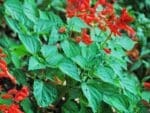 Graines de Salvia splendens, graines de Sauge écarlate