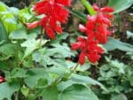 Graines de Salvia splendens, graines de Sauge écarlate
