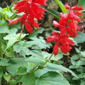 Graines de Salvia splendens, graines de Sauge écarlate