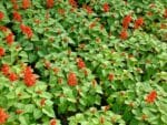 Graines de Salvia splendens, graines de Sauge écarlate