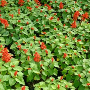 Graines de Salvia splendens, graines de Sauge écarlate