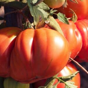 Graines de Solanum lycopersicum, graines de Tomate géante