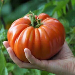 Graines de Solanum lycopersicum, graines de Tomate géante