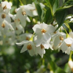 Graines de Styrax japonicus, graines de Styrax du Japon, Styrax japonica