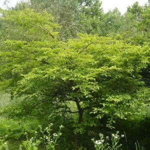 Graines de Styrax japonicus, graines de Styrax du Japon, Styrax japonica