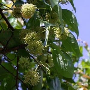 Graines d'Uncaria rhynchophylla, graines de Gou Teng, Griffe de chat