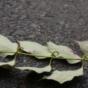 Graines d'Uncaria rhynchophylla, graines de Gou Teng, Griffe de chat