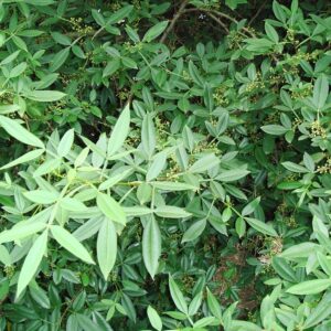 Graines de Zanthoxylum planispinum, graines de Frêne épineux ailé