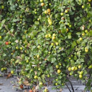 Graines de Ziziphus mauritiana, Graines de Jujubier de Maurice, Graines de Jujubier de Maurice