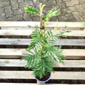 Plant de Mimosa des fleuristes, plant Acacia dealbata, plant de Mimosa dealbata