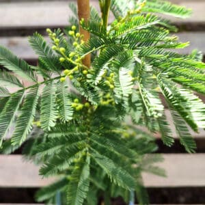 Plant de Mimosa des fleuristes, plant Acacia dealbata, plant de Mimosa dealbata