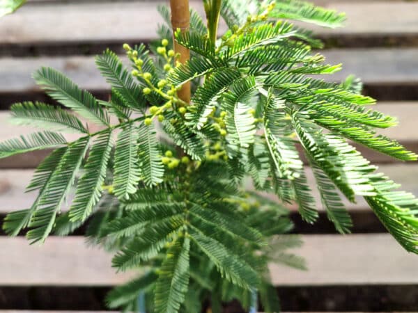 Plant de Mimosa des fleuristes, plant Acacia dealbata, plant de Mimosa dealbata