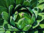 Plant Agave victoriae-reginae, plant Agave de la Reine Victoria, achat plant agave victoriae reginae