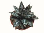 Plant Agave victoriae-reginae, plant Agave de la Reine Victoria, achat plant agave victoriae reginae