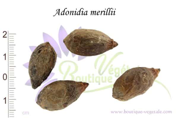 Graines Adonidia merilii, semences Adonidia merilii, graines de Palmier de Manille