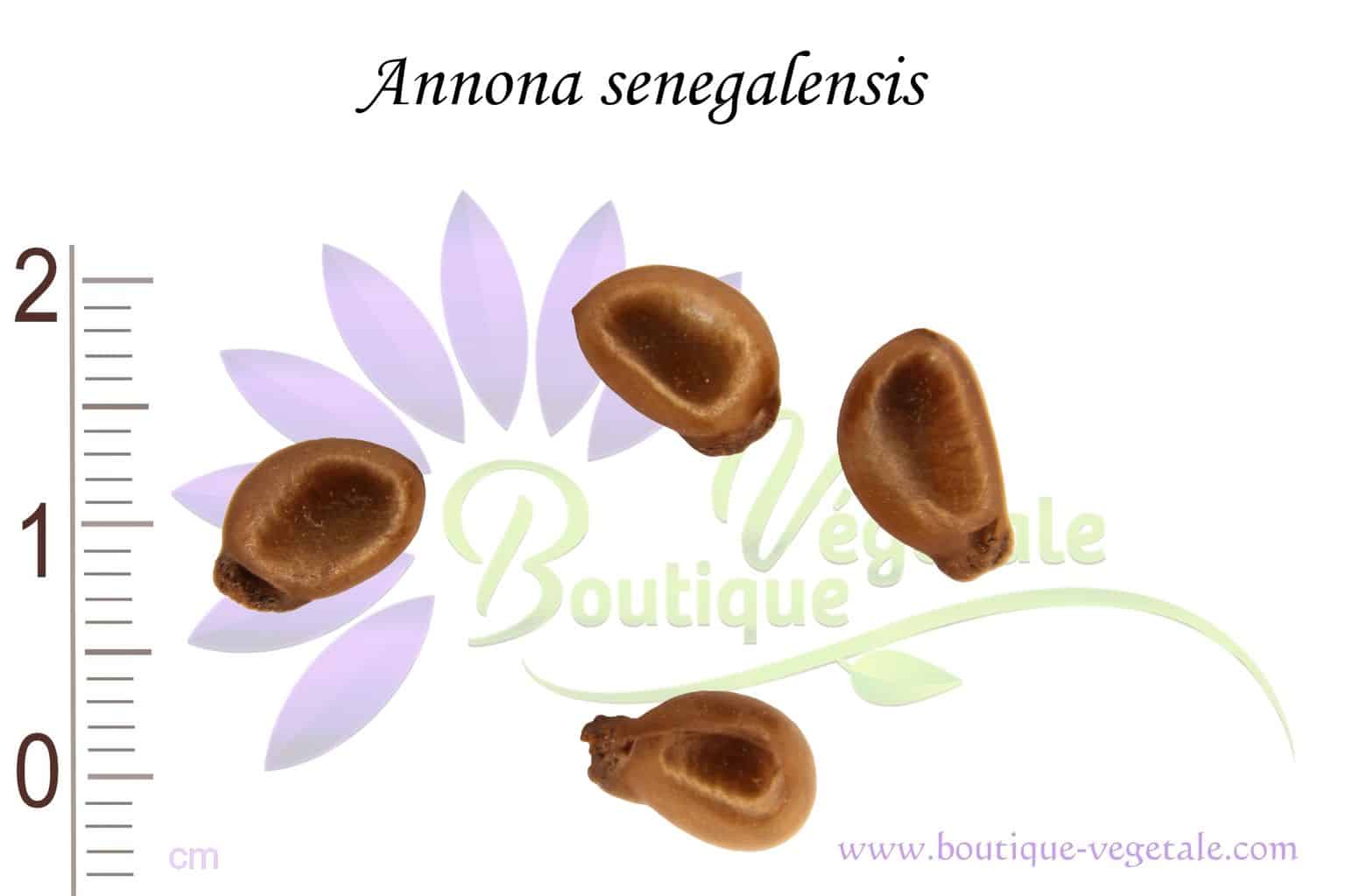 Graines d'Annona senegalensis, Pomme cannelle du Sénégal