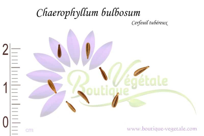 Graines de Chaerophyllum bulbosum, Cerfeuil tubéreux