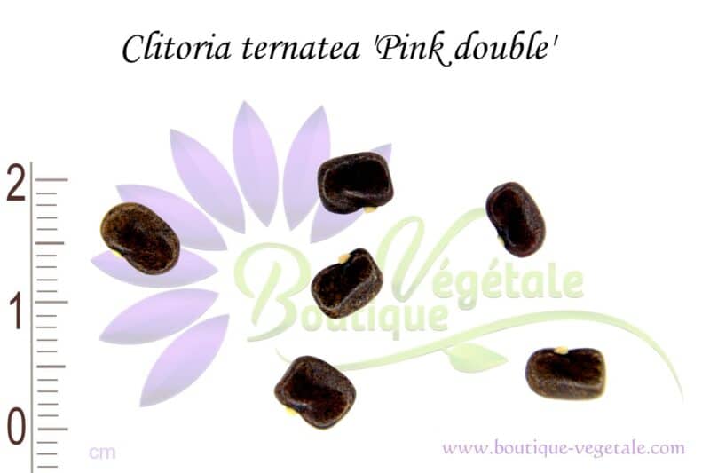 Graines de Clitoria ternatea 'Pink double', Semences de Clitoria ternatea 'Pink double' ou Liane de Ternate 'Pink Double'