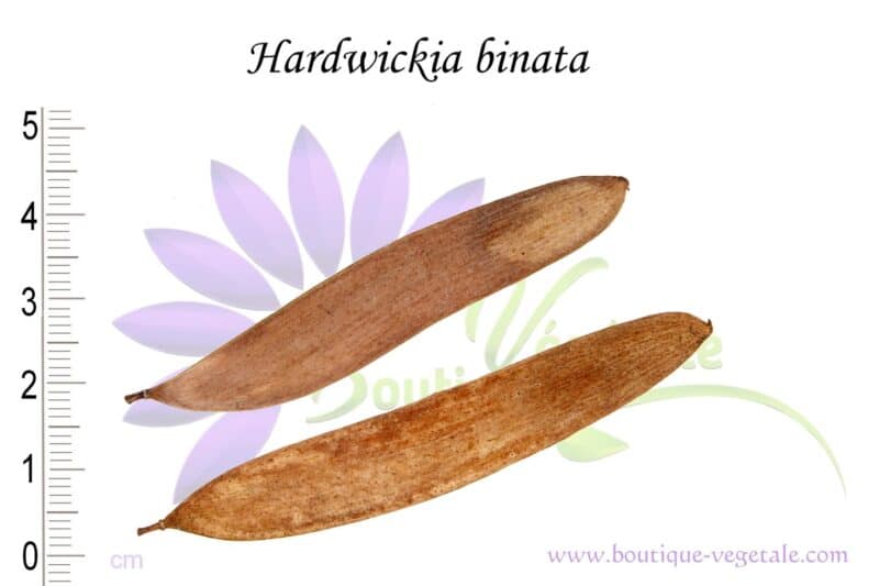 Graines d'Hardwickia binata, Semences d'Hardwickia binata ou Anjan