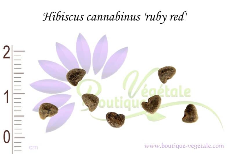 Graines Hibiscus cannabinus, semences Hibiscus cannabinus 'ruby red'