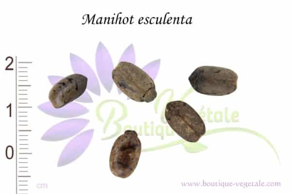 Graines de Manihot esculenta, Semences de Manihot esculenta ou manioc