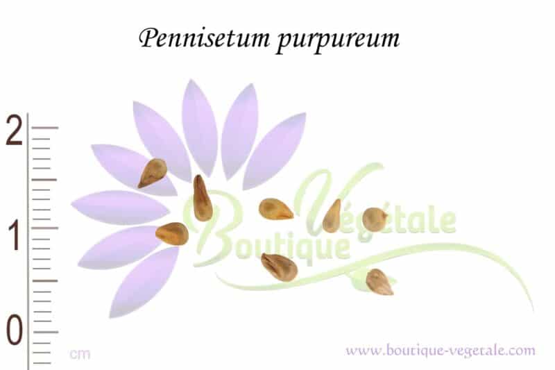 Graines de Pennisetum purpureum, Cenchrus purpureus
