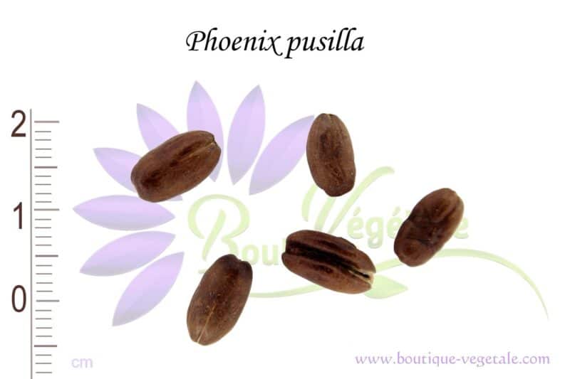 Graines de Phoenix pusilla, Semences de Phoenix pusilla ou Palmier dattier de Ceylan