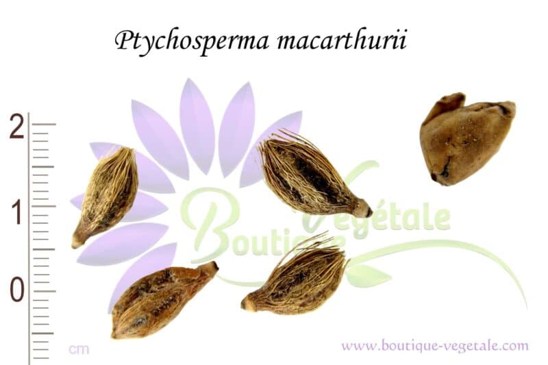Graines de Ptychosperma macarthurii, Semences de Ptychosperma macarthurii ou Palmier de Mac Arthur