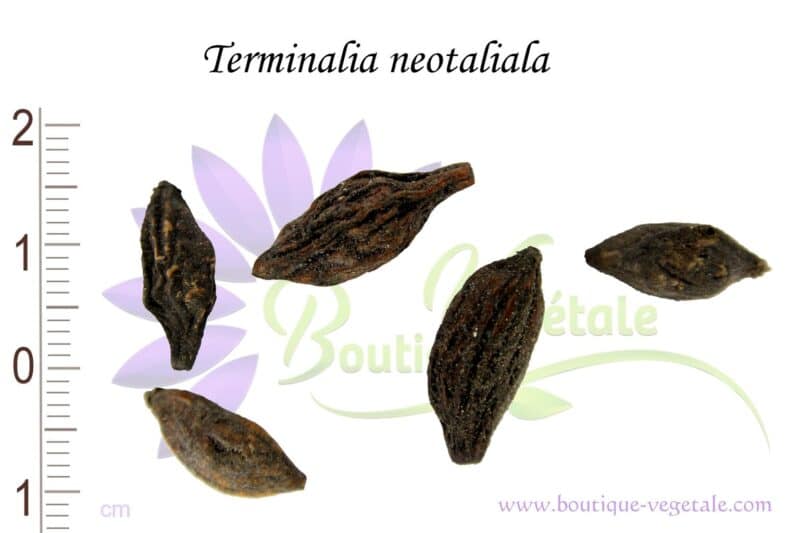 Graines de Terminalia neotaliala, Semences de Terminalia neotaliala ou Amandier de Madagascar