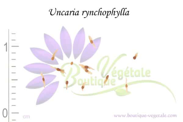 Graines d'Uncaria rynchophylla, Semences d'Uncaria rynchophylla ou Griffe de Chat
