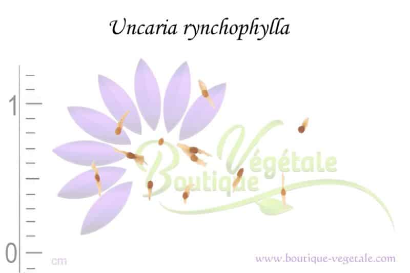 Graines d'Uncaria rynchophylla, Semences d'Uncaria rynchophylla ou Griffe de Chat