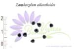 Graines de Zanthoxylum ailanthoides, Frêne épineux japonais