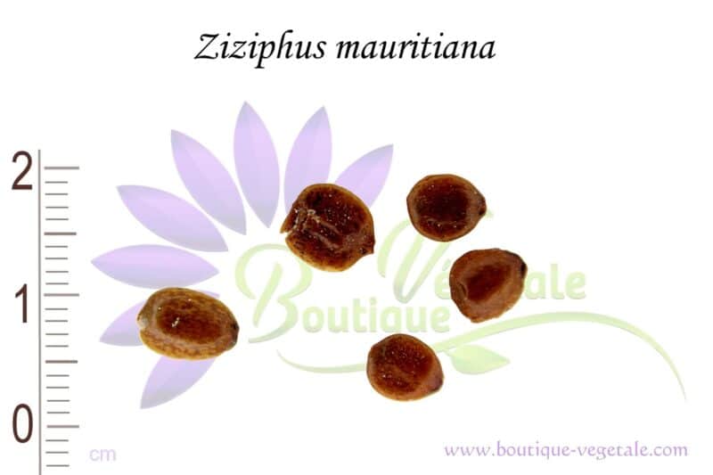 Graines de Ziziphus mauritiana, Semences de Ziziphus mauritiana ou Jujubier de Maurice