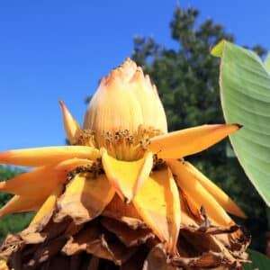 Graines de Musella lasiocarpa, semences bananier nain chinois, graines de Lotus d'or, achat graines musella lasiocarpa