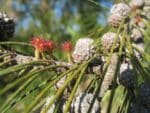 Graines de Casuarina equisetifolia, graines de Filao, Pin australien